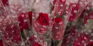 A Bouquet of Memories: Rose Sale 2017